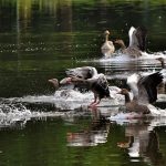 geese-3500730_640