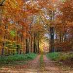 autumn-forest-3710367_640