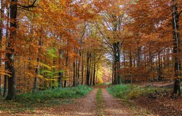 autumn-forest-3710367_640