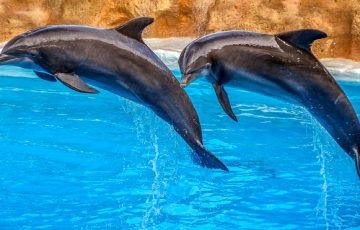 dolphins-3769402_640