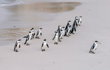penguin-1719608_640