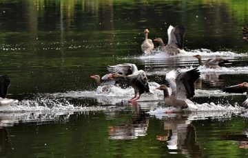 geese-3500730_640